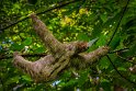 114 Rio Celeste, drievingerige luiaard